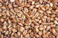 Grains de blé secs (déshydratés)
